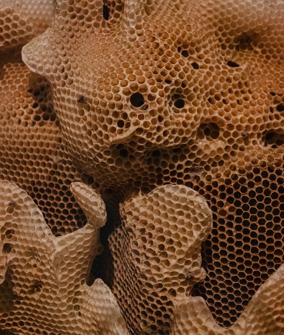 Hive Kits & Apiary