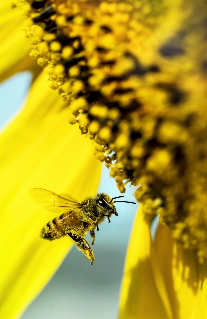 Propolis & Pollen
