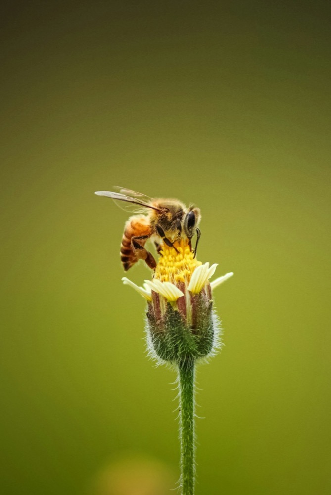 Fresh Bee Pollen Pellets · 150g