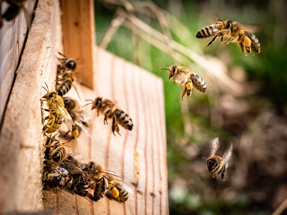 Raw Propolis Tincture · 30 ml