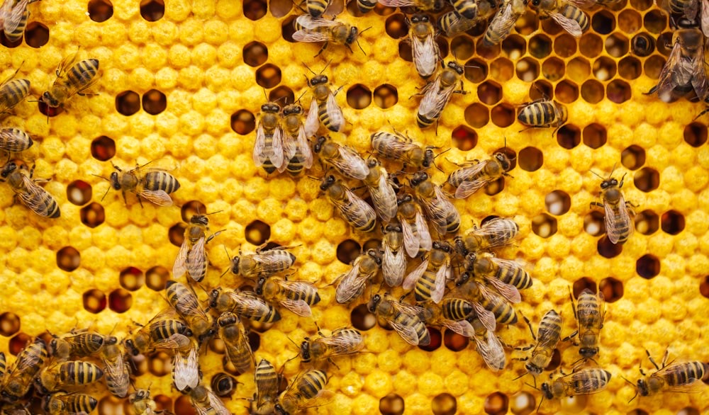 Warré Hive · Starter Kit
